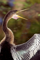 Anhinga WH C2FS5155