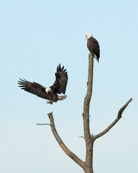 Bald eagles in tree_WIL#292