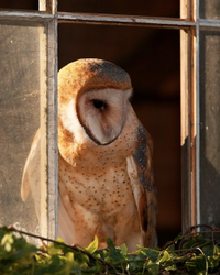 Barn owl (c)  C2FS0066_WH