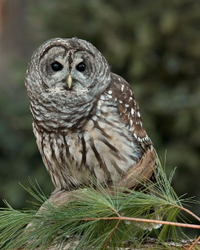 Barred owl (c)  C2FS9727_WH