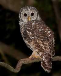 Barred owl Shenandoah R#28F