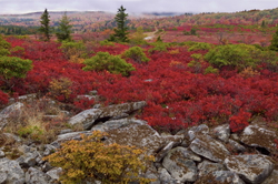 Bear rock Dolly Sods WV #F5