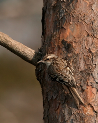 Brown creeper C2FS1353_C_WH