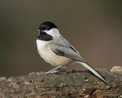 Carolina chickadee-04190#49