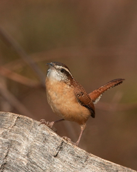 Carolina wren  C2FS8233_WH