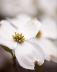 Dogwood flowers white_04#B2