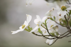 Dogwood flowers white_04#B5