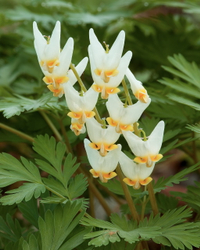 Dutchman's breeches  C2F#67