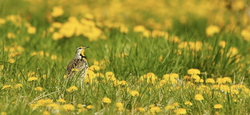 Eastern meadowlark in da#29