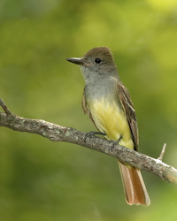 Great crested flycatcher#E1