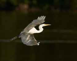 Great egret Shenandoah #290