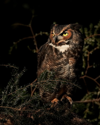 Great horned owl (c)  C2#30