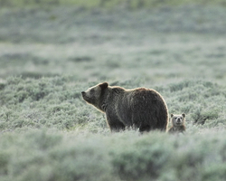 Grizzly with cubs swan l#D7