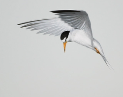 Least tern in flight WH#287