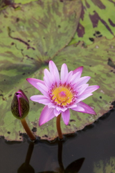 Lilies at Lilypons MD_05#DE