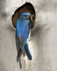 Mountain bluebird at ne#28E