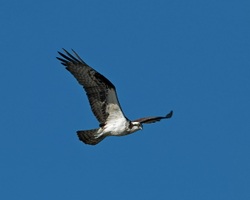 Osprey in flight C2FS5751