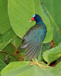 Purple gallinule WH C2F#288