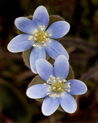 Round-lobed hepatica C2F#7A