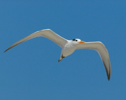 Royal tern in flight  C2#27