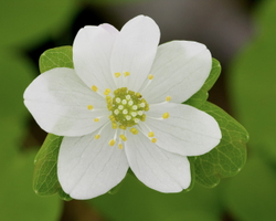 Rue anemone_045393_WH-1