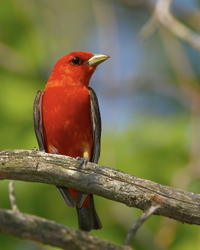 Scarlet tanager male C2F#3D