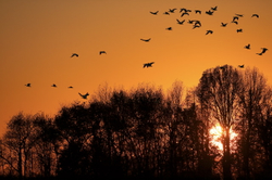 Snow geese and sunset 41#46