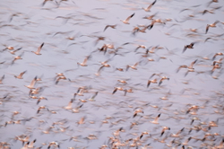 Snow geese in flight pan#B9