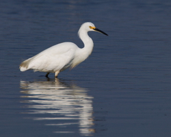 Snowy egret C2FS0002 le#474