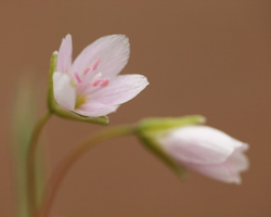 Spring beauty flowers_04#BC