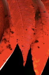 Sumac leaf fall colors C#54