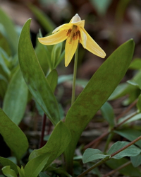 Trout lily C2FS2409_WH