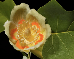 Tulip tree flower_046080_WH