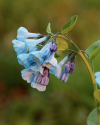 Virginia bluebells C2FS2#73