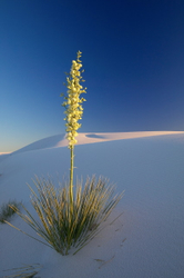 Whitesands_yucca_WH_C2#CEE3