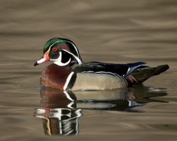 Wood duck male_043840_WH_2