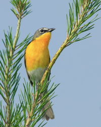 Yellow-breasted chat #14839