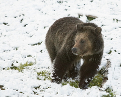 Young grizzly bear Yell#28D